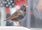 Starling in Town - Helen Ensor (Beginners)(HC).JPG